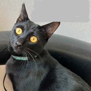 温厚な性格のタオくん