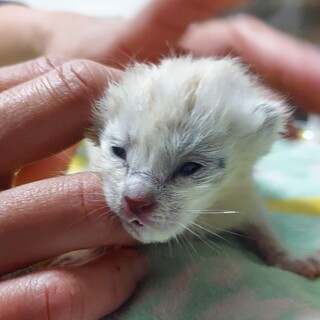 里親様　緊急募集