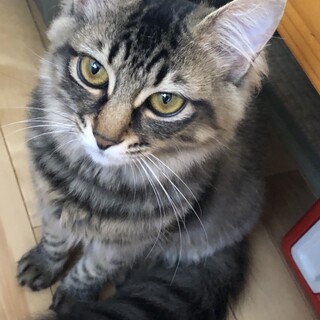 半長毛の美猫のカブちゃん　７か月位