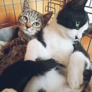 ゴミ屋敷からレスキューした子猫姉妹