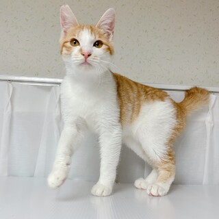 【親子ペア譲渡希望】わらびくん　茶白6ヶ月