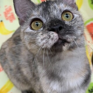 【4/23 東日本橋】トーティーシェル♥️コムギ