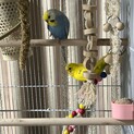 生後６ヶ月のオス同士の仲良しセキセイインコ