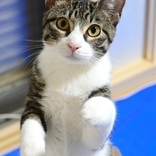 【4/23東日本橋】ビアンカ様のお世話係募集！