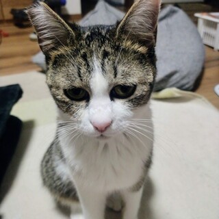 個性的なお顔のロロちゃん