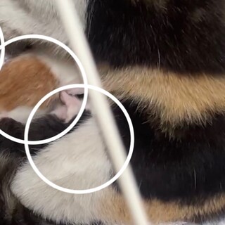 産まれたての赤ちゃん猫です！