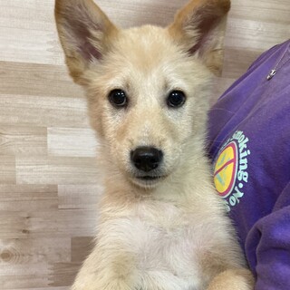 保健所からレスキュー！　かわいいコムギ君