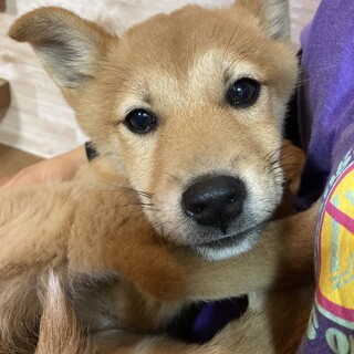 保健所からレスキュー！　小春ちゃん（柴犬似です）