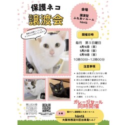 保護猫譲渡会