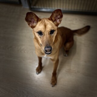 モッテコイが好きな美しい雑種