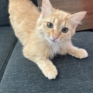 セロリ　6ヶ月　片方精巣滞留