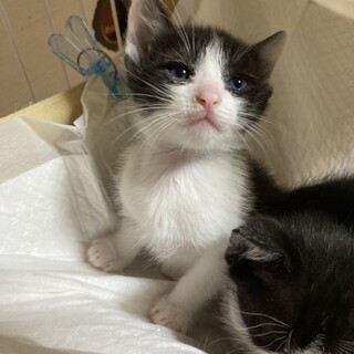 ありがとうございました★キトンブルーのトウカくん