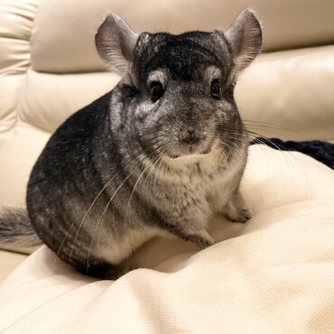 チンチラの四つ葉くんです