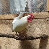 純白の美しいチャボのオス♂（成鶏）里親さん募集 サムネイル2