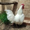 純白の美しいチャボのオス♂（成鶏）里親さん募集 サムネイル3