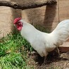 純白の美しいチャボのオス♂（成鶏）里親さん募集 サムネイル4
