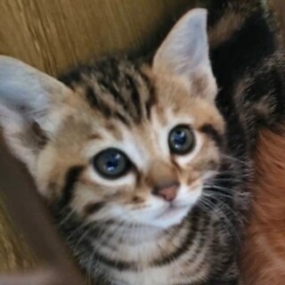 美イケメンマグロ君、虜になる可愛さ！保護猫3兄弟