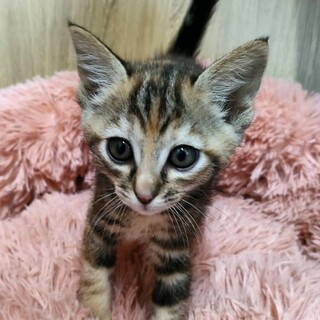 美猫うにちゃん、虜になる可愛さ！保護猫3兄弟