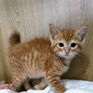 美猫たらくん、虜になる可愛さ！保護猫3兄弟