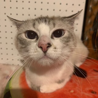 the女の子♡ゆっくり家族になってください