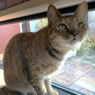 小柄でとっても美人さんの「のか」ちゃん(^^)