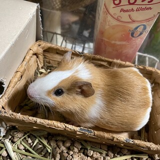 モルモット(メス) 生後六か月 里親募集です