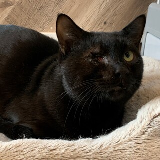 キュートで甘えたな黒猫の「がとう」くん(^^)