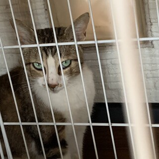 きりっとしたキジ白の男の子「うみ」くん(^^♪