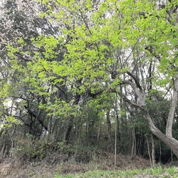 「孤高の用心棒、キー坊に捧ぐ」サムネイル3
