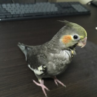 オカメインコ(生後45日の雛)の里親様募集