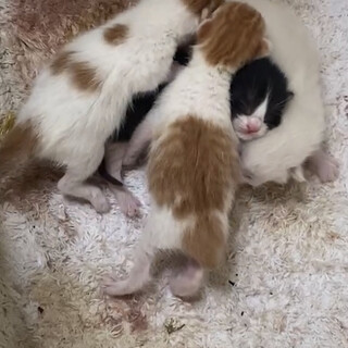 子猫の里親さん探しています！
