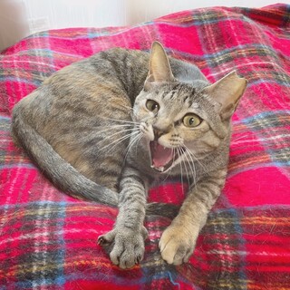 この子の望みは里親様の笑顔です