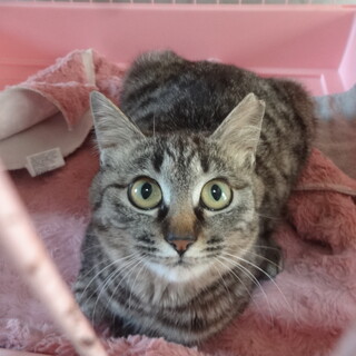 キジトラ♀＆茶トラ♂の仲良し兄妹