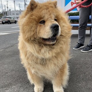 ももちゃん(チャウチャウ