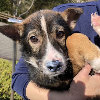 こわがり『はちみつ君』5ヵ月くらい