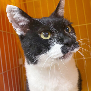 甘えん坊だけど猫が苦手な「うにゃ子」ちゃん