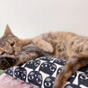 とっても甘えん坊なサビ猫レディー「リヨンちゃん」 サムネイル2