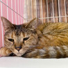 とっても甘えん坊なサビ猫レディー「リヨンちゃん」 サムネイル5