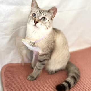 【6/4東銀座】麗子ちゃん1歳♪