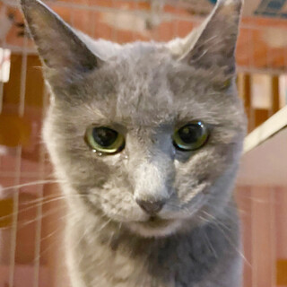 ちょっぴりびびりな美猫ちゃんの【すみれ】