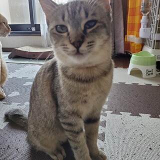 おてんばちょんちゃん♀