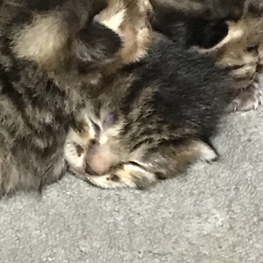 の写真