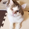 キット♂多頭崩壊現場からレスキューした成猫