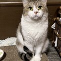 ネリネ♀多頭崩壊現場からレスキューした成猫