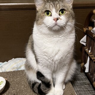ネリネ♀多頭崩壊現場からレスキューした成猫