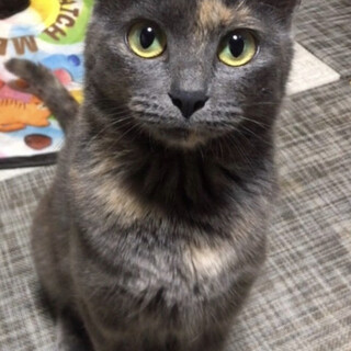 ライラ♀庭に突然現れたところを保護