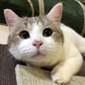 ペル♂多頭崩壊現場からレスキューした成猫