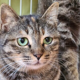 【6/18神田】小柄なムギワラ