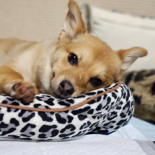クリクリお目目の野犬仔犬へこちゃん❗