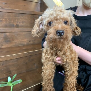 トイプードルの『トイ君』１歳